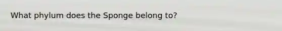 What phylum does the Sponge belong to?