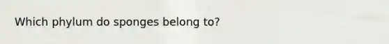 Which phylum do sponges belong to?