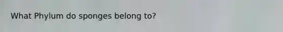 What Phylum do sponges belong to?