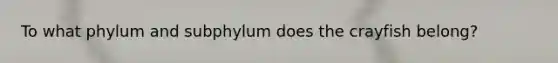 To what phylum and subphylum does the crayfish belong?