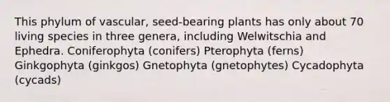 This phylum of vascular, seed-bearing plants has only about 70 living species in three genera, including Welwitschia and Ephedra. Coniferophyta (conifers) Pterophyta (ferns) Ginkgophyta (ginkgos) Gnetophyta (gnetophytes) Cycadophyta (cycads)