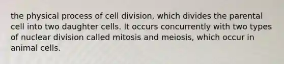 the physical process of cell division, which divides the parental cell into two daughter cells. It occurs concurrently with two types of nuclear division called mitosis and meiosis, which occur in animal cells.