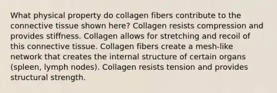 What physical property do collagen fibers contribute to the connective tissue shown here? Collagen resists compression and provides stiffness. Collagen allows for stretching and recoil of this connective tissue. Collagen fibers create a mesh-like network that creates the internal structure of certain organs (spleen, lymph nodes). Collagen resists tension and provides structural strength.