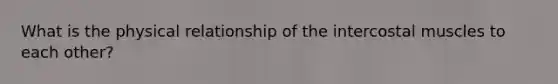 What is the physical relationship of the intercostal muscles to each other?