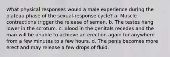 What physical responses would a male experience during the plateau phase of the sexual-response cycle? a. Muscle contractions trigger the release of semen. b. The testes hang lower in the scrotum. c. Blood in the genitals recedes and the man will be unable to achieve an erection again for anywhere from a few minutes to a few hours. d. The penis becomes more erect and may release a few drops of fluid.