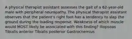 A physical therapist assistant assesses the gait of a 62-year-old male with peripheral neuropathy. The physical therapist assistant observes that the patient's right foot has a tendency to slap the ground during the loading response. Weakness of which muscle would MOST likely be associated with this finding? Iliopsoas Tibialis anterior Tibialis posterior Gastrocnemius