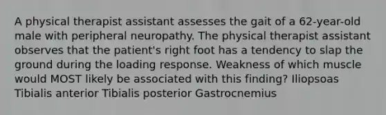 A physical therapist assistant assesses the gait of a 62-year-old male with peripheral neuropathy. The physical therapist assistant observes that the patient's right foot has a tendency to slap the ground during the loading response. Weakness of which muscle would MOST likely be associated with this finding? Iliopsoas Tibialis anterior Tibialis posterior Gastrocnemius