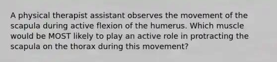 A physical therapist assistant observes the movement of the scapula during active flexion of the humerus. Which muscle would be MOST likely to play an active role in protracting the scapula on the thorax during this movement?