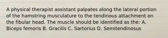 A physical therapist assistant palpates along the lateral portion of the hamstring musculature to the tendinous attachment on the fibular head. The muscle should be identified as the: A. Biceps femoris B. Gracilis C. Sartorius D. Semitendinosus