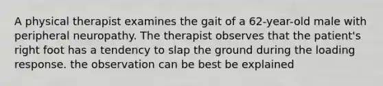 A physical therapist examines the gait of a 62-year-old male with peripheral neuropathy. The therapist observes that the patient's right foot has a tendency to slap the ground during the loading response. the observation can be best be explained