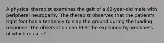 A physical therapist examines the gait of a 62-year-old male with peripheral neuropathy. The therapist observes that the patient's right foot has a tendency to slap the ground during the loading response. The observation can BEST be explained by weakness of which muscle?