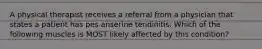 A physical therapist receives a referral from a physician that states a patient has pes anserine tendinitis. Which of the following muscles is MOST likely affected by this condition?