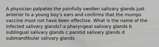 A physician palpates the painfully swollen salivary glands just anterior to a young boy's ears and confirms that the mumps vaccine must not have been effective. What is the name of the infected salivary glands? a pharyngeal salivary glands b sublingual salivary glands c parotid salivary glands d submandibular salivary glands