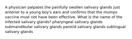 A physician palpates the painfully swollen salivary glands just anterior to a young boy's ears and confirms that the mumps vaccine must not have been effective. What is the name of the infected salivary glands? pharyngeal salivary glands submandibular salivary glands parotid salivary glands sublingual salivary glands