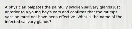 A physician palpates the painfully swollen salivary glands just anterior to a young boy's ears and confirms that the mumps vaccine must not have been effective. What is the name of the infected salivary glands?