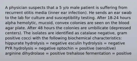 A physician suspects that a 5 y/o male patient is suffering from recurrent otitis media (inner ear infection). He sends an ear swab to the lab for culture and susceptibility testing. After 18-24 hours alpha hemolytic, mucoid, convex colonies are seen on the blood agar plate. After 48 hours the colonies are umbilicate (depressed centers). The isolates are identified as catalase negative, gram positive cocci with the following biochemical characteristics: hippurate hydrolysis = negative esculin hydrolysis = negative PYR hydrolysis = negative optochin = positive (sensitive) arginine dihydrolase = positive trehalose fermentation = positive