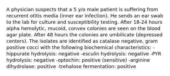 A physician suspects that a 5 y/o male patient is suffering from recurrent otitis media (inner ear infection). He sends an ear swab to the lab for culture and susceptibility testing. After 18-24 hours alpha hemolytic, mucoid, convex colonies are seen on <a href='https://www.questionai.com/knowledge/k7oXMfj7lk-the-blood' class='anchor-knowledge'>the blood</a> agar plate. After 48 hours the colonies are umbilicate (depressed centers). The isolates are identified as catalase negative, gram positive cocci with the following biochemical characteristics: -hippurate hydrolysis: negative -esculin hydrolysis: negative -PYR hydrolysis: negative -optochin: positive (sensitive) -arginine dihydrolase: positive -trehalose fermentation: positive