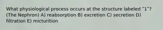 What physiological process occurs at the structure labeled ʺ1ʺ? (The Nephron) A) reabsorption B) excretion C) secretion D) filtration E) micturition