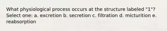 What physiological process occurs at the structure labeled "1"? Select one: a. excretion b. secretion c. filtration d. micturition e. reabsorption