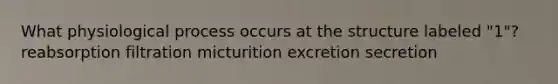 What physiological process occurs at the structure labeled "1"? reabsorption filtration micturition excretion secretion