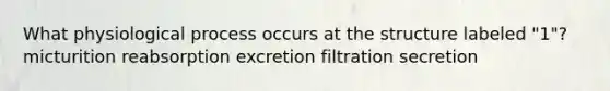 What physiological process occurs at the structure labeled "1"? micturition reabsorption excretion filtration secretion