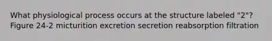 What physiological process occurs at the structure labeled "2"? Figure 24-2 micturition excretion secretion reabsorption filtration