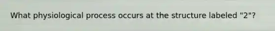 What physiological process occurs at the structure labeled "2"?