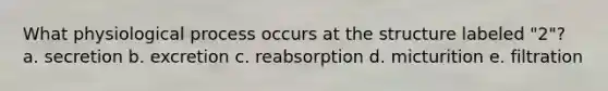 What physiological process occurs at the structure labeled "2"? a. secretion b. excretion c. reabsorption d. micturition e. filtration