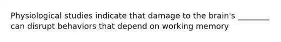 Physiological studies indicate that damage to the brain's ________ can disrupt behaviors that depend on working memory