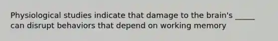 Physiological studies indicate that damage to the brain's _____ can disrupt behaviors that depend on working memory