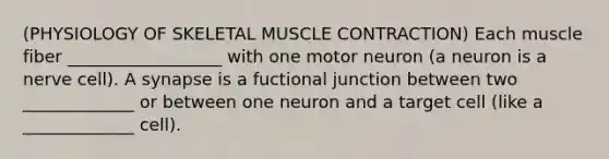 (PHYSIOLOGY OF SKELETAL MUSCLE CONTRACTION) Each muscle fiber __________________ with one motor neuron (a neuron is a nerve cell). A synapse is a fuctional junction between two _____________ or between one neuron and a target cell (like a _____________ cell).