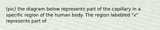 (pic) the diagram below represents part of the capillary in a specific region of the human body. The region labebled "x" represents part of