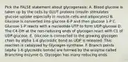 Pick the FALSE statement about glycogenesis: A. Blood glucose is taken up by the cells by GLUT proteins (insulin stimulates glucose uptake especially in muscle cells and adipocytes) B. Glucose is converted into glucose 6-P and then glucose 1-P C. Glucose 1-P reacts with a nucleotide UTP to form UDP-glucose D. The C4-OH at the non-reducing ends of glycogen react with C1 of UDP-glucose. E. Glucose is connected to the growing glycogen chain by alpha 1-4 glycosidic bond as UDP is released. This reaction is catalyzed by Glycogen synthase. F. Branch points (alpha 1-6 glycosidic bonds) are formed by the enzyme called Branching enzyme G. Glycogen has many reducing ends