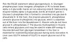 Pick the FALSE statement about glycogenolysis: A. Glycogen phosphorylase (uses inorganic phosphate or Pi) to break down alpha 1-4 glycosidic bonds at non-reducing ends B. Debranching enzyme breaks alpha 1-6 glycosidic bonds at branch points C. Glucose 1-phosphate that is formed is converted into glucose 6-phosphate D. In the liver, the enzyme glucose 6- phosphatase converts glucose 6-phosphate into glucose, which is exported out of the liver into the bloodstream E. Muscle cells do not have glucose 6- phosphatase. F. The glucose 6-phosphate in muscle cells enters glycolysis and may be used to make ATP energy G. Glucose derived from glycogen breakdown in the liver is essential for maintaining blood glucose during early starvation H. Liver uses GLUT4 instead of GLUT2 to export glucose out of its cells