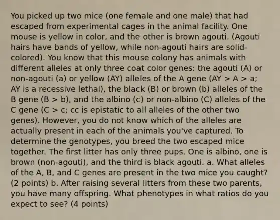 You picked up two mice (one female and one male) that had escaped from experimental cages in the animal facility. One mouse is yellow in color, and the other is brown agouti. (Agouti hairs have bands of yellow, while non-agouti hairs are solid-colored). You know that this mouse colony has animals with different alleles at only three coat color genes: the agouti (A) or non-agouti (a) or yellow (AY) alleles of the A gene (AY > A > a; AY is a recessive lethal), the black (B) or brown (b) alleles of the B gene (B > b), and the albino (c) or non-albino (C) alleles of the C gene (C > c; cc is epistatic to all alleles of the other two genes). However, you do not know which of <a href='https://www.questionai.com/knowledge/kAL0udV9XV-the-all' class='anchor-knowledge'>the all</a>eles are actually present in each of the animals you've captured. To determine the genotypes, you breed the two escaped mice together. The first litter has only three pups. One is albino, one is brown (non-agouti), and the third is black agouti. a. What alleles of the A, B, and C genes are present in the two mice you caught? (2 points) b. After raising several litters from these two parents, you have many offspring. What phenotypes in what ratios do you expect to see? (4 points)