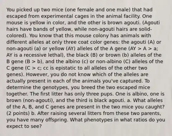 You picked up two mice (one female and one male) that had escaped from experimental cages in the animal facility. One mouse is yellow in color, and the other is brown agouti. (Agouti hairs have bands of yellow, while non-agouti hairs are solid-colored). You know that this mouse colony has animals with different alleles at only three coat color genes: the agouti (A) or non-agouti (a) or yellow (AY) alleles of the A gene (AY > A > a; AY is a recessive lethal), the black (B) or brown (b) alleles of the B gene (B > b), and the albino (c) or non-albino (C) alleles of the C gene (C > c; cc is epistatic to all alleles of the other two genes). However, you do not know which of the alleles are actually present in each of the animals you've captured. To determine the genotypes, you breed the two escaped mice together. The first litter has only three pups. One is albino, one is brown (non-agouti), and the third is black agouti. a. What alleles of the A, B, and C genes are present in the two mice you caught? (2 points) b. After raising several litters from these two parents, you have many offspring. What phenotypes in what ratios do you expect to see?