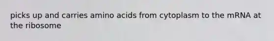 picks up and carries amino acids from cytoplasm to the mRNA at the ribosome