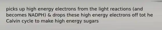 picks up high energy electrons from the light reactions (and becomes NADPH) & drops these high energy electrons off tot he Calvin cycle to make high energy sugars