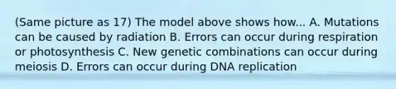 (Same picture as 17) The model above shows how... A. Mutations can be caused by radiation B. Errors can occur during respiration or photosynthesis C. New genetic combinations can occur during meiosis D. Errors can occur during <a href='https://www.questionai.com/knowledge/kofV2VQU2J-dna-replication' class='anchor-knowledge'>dna replication</a>