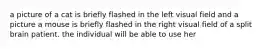 a picture of a cat is briefly flashed in the left visual field and a picture a mouse is briefly flashed in the right visual field of a split brain patient. the individual will be able to use her