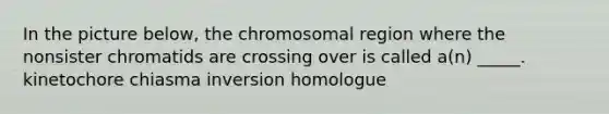 In the picture below, the chromosomal region where the nonsister chromatids are crossing over is called a(n) _____. kinetochore chiasma inversion homologue