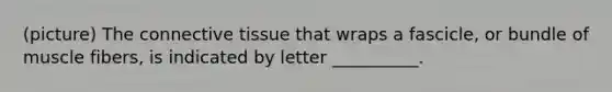 (picture) The connective tissue that wraps a fascicle, or bundle of muscle fibers, is indicated by letter __________.