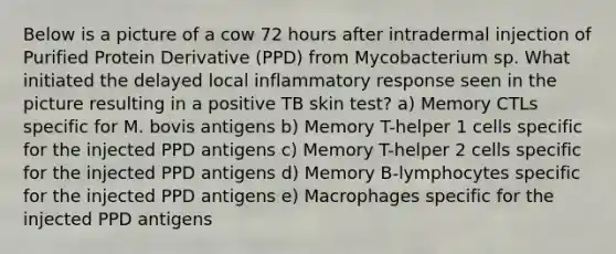 Below is a picture of a cow 72 hours after intradermal injection of Purified Protein Derivative (PPD) from Mycobacterium sp. What initiated the delayed local inflammatory response seen in the picture resulting in a positive TB skin test? a) Memory CTLs specific for M. bovis antigens b) Memory T-helper 1 cells specific for the injected PPD antigens c) Memory T-helper 2 cells specific for the injected PPD antigens d) Memory B-lymphocytes specific for the injected PPD antigens e) Macrophages specific for the injected PPD antigens