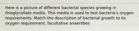 Here is a picture of different bacterial species growing in thioglycollate media. This media is used to test bacteria's oxygen requirements. Match the description of bacterial growth to its oxygen requirement. facultative anaerobes