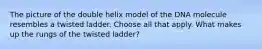 The picture of the double helix model of the DNA molecule resembles a twisted ladder. Choose all that apply. What makes up the rungs of the twisted ladder?