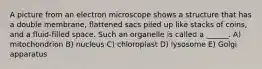 A picture from an electron microscope shows a structure that has a double membrane, flattened sacs piled up like stacks of coins, and a fluid-filled space. Such an organelle is called a ______. A) mitochondrion B) nucleus C) chloroplast D) lysosome E) Golgi apparatus