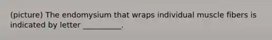 (picture) The endomysium that wraps individual muscle fibers is indicated by letter __________.