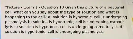 *Picture - Exam 1 - Question 13 Given this picture of a bacterial cell, what can you say about the type of solution and what is happening to the cell? a) solution is hypotonic, cell is undergoing plasmolysis b) solution is hypertonic, cell is undergoing osmotic lysis c) solution is hypotonic, cell is undergoing osmotic lysis d) solution is hypertonic, cell is undergoing plasmolysis