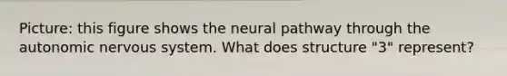 Picture: this figure shows the neural pathway through the autonomic nervous system. What does structure "3" represent?