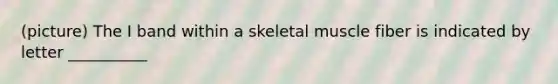 (picture) The I band within a skeletal muscle fiber is indicated by letter __________